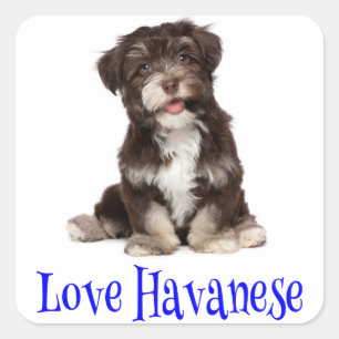 Cuadrada Pegatina de perro cachorro Havanese de amor