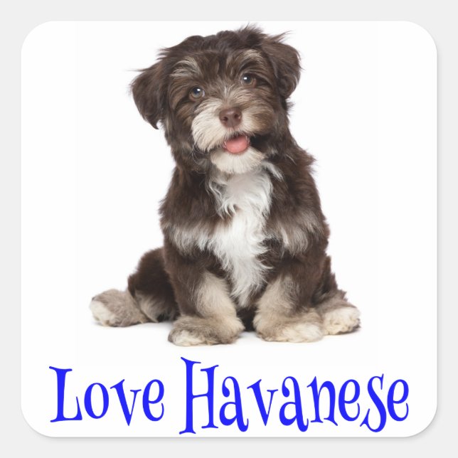 Cuadrada Pegatina de perro cachorro Havanese de amor (Anverso)