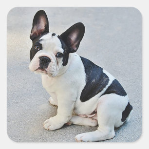 Cuadrada Pegatina de perro de cachorro/foca de Bulldog fran