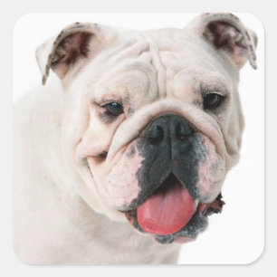 Cuadrada Pegatina de perro de cachorro/sello de Bulldog ing
