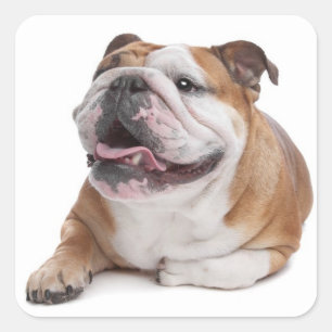 Cuadrada Pegatina de perro porcino Bulldog inglés
