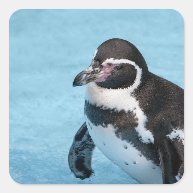 Cuadrada Pegatina de pingüino de Magallanes (Anverso)