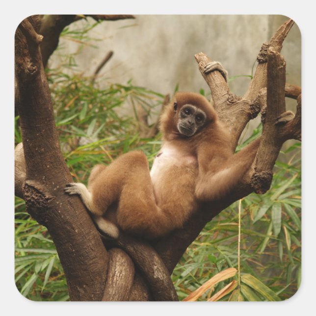 Cuadrada Pegatina de plaza de mono (Anverso)