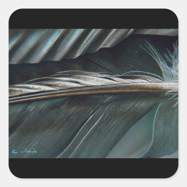 Cuadrada pegatina de plumas (Anverso)