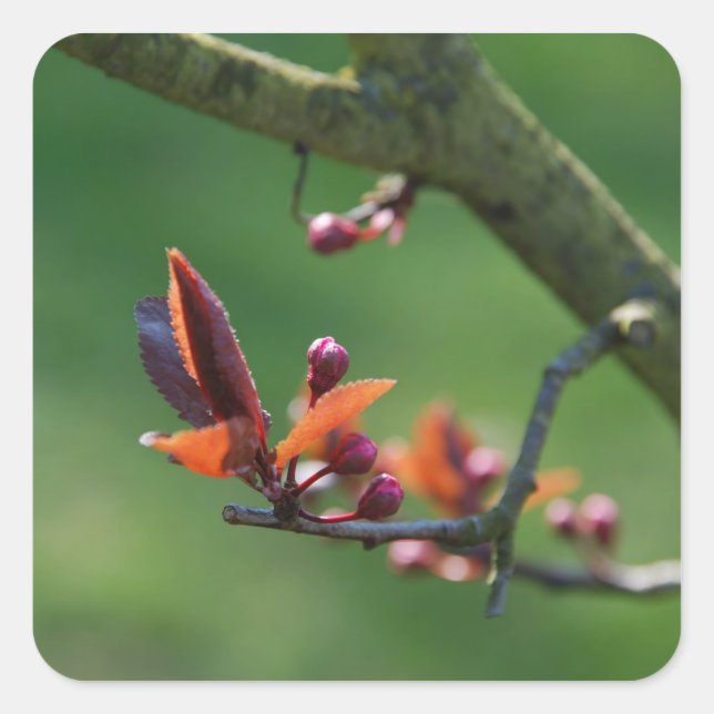 Cuadrada Pegatina de primavera (Anverso)