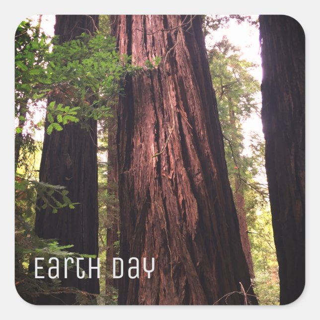 Cuadrada Pegatina de Redwoods Earth Day Square (Anverso)