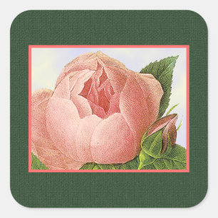 Cuadrada Pegatina de Rosa de col rosado botánico