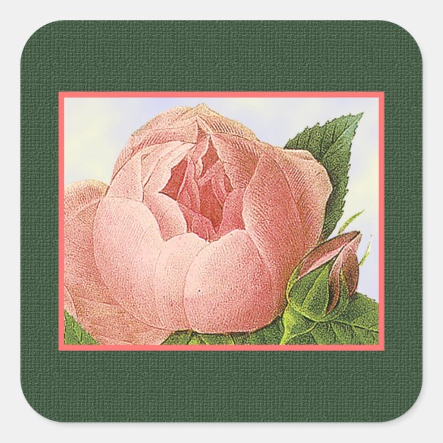 Cuadrada Pegatina de Rosa de col rosado botánico (Anverso)