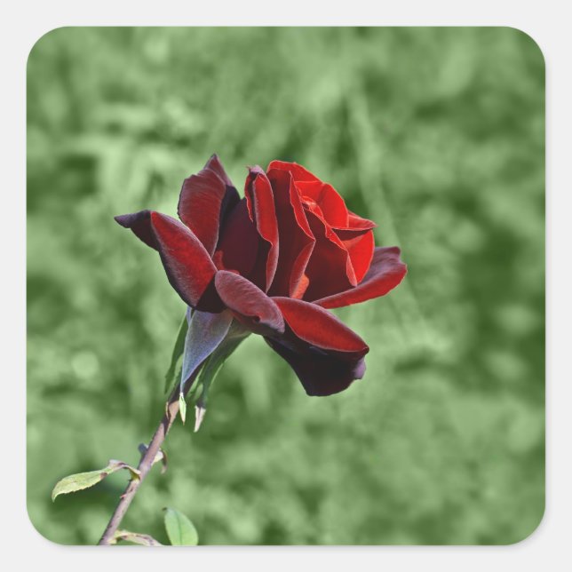 Cuadrada Pegatina de Rosa Roja (Anverso)