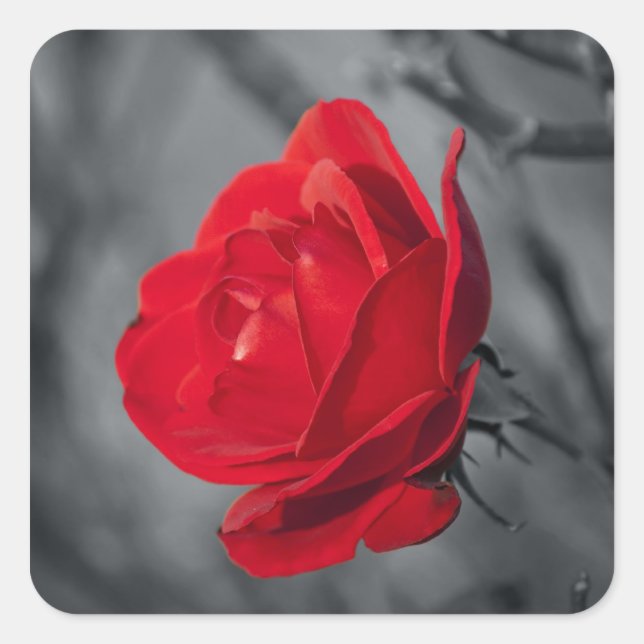 Cuadrada Pegatina de Rosa Roja (Anverso)