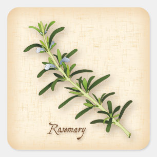 Cuadrada Pegatina de Rosemary Herb Square