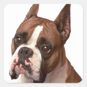 Cuadrada Pegatina de saludo de cachorro boxer amoroso