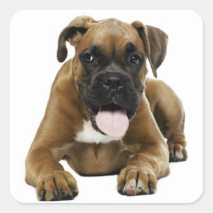 Cuadrada Pegatina de saludo de cachorro de boxer amoroso
