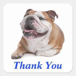 Cuadrada Pegatina de saludo de cachorro de bulldog feliz Gr