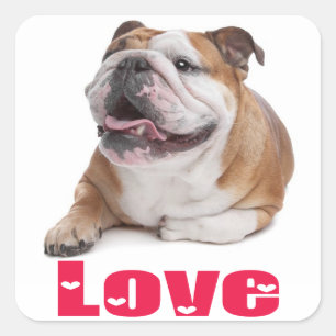 Cuadrada Pegatina de saludo de cachorro de Bulldog Inglés