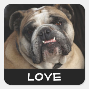 Cuadrada Pegatina de saludo de cachorro de Bulldog Inglés d