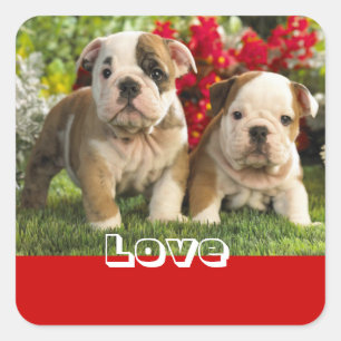 Cuadrada Pegatina de saludo de cachorro de Bulldog Inglés d