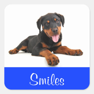 Cuadrada Pegatina de saludo de cachorro Rottweiler sonrient