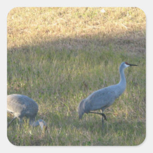 Cuadrada Pegatina de Sandhill Cranes