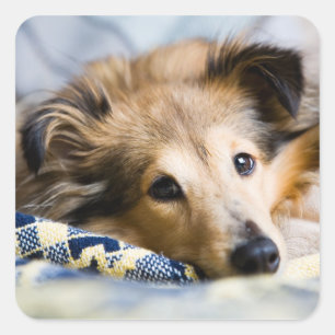 Cuadrada Pegatina de Sheltie