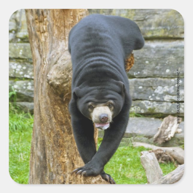 Cuadrada Pegatina de Sun Bear (Anverso)