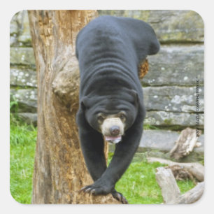 Cuadrada Pegatina de Sun Bear