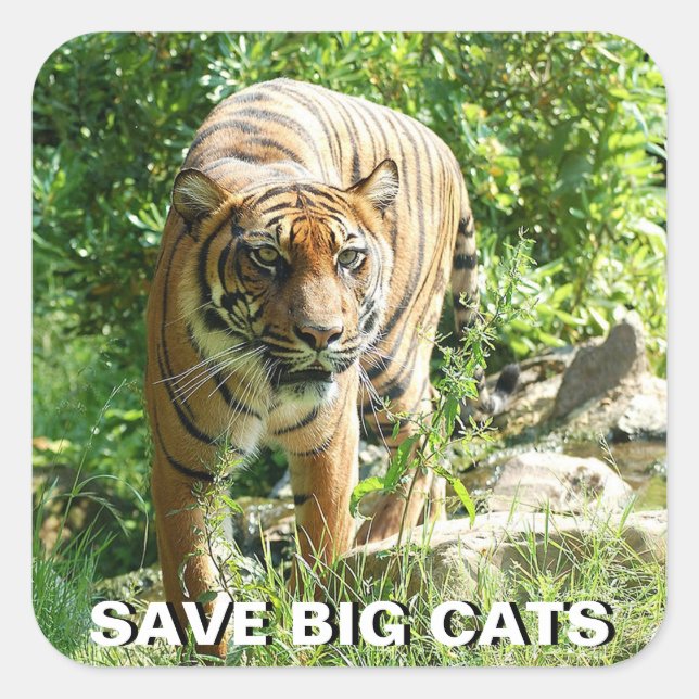 Cuadrada Pegatina de tigres de Sumatra (Anverso)