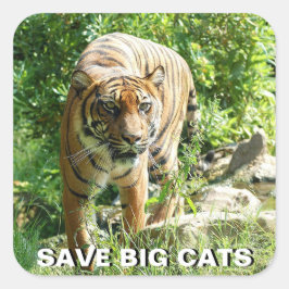 Cuadrada Pegatina de tigres de Sumatra