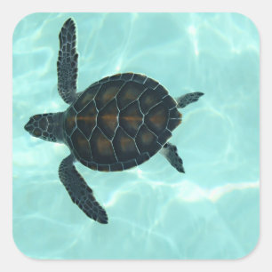 Cuadrada Pegatina de tortuga marina