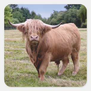 Cuadrada Pegatina de vaca de las Highlands
