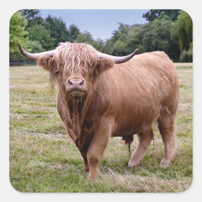 Cuadrada Pegatina de vaca de las Highlands (Anverso)