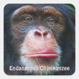 Cuadrada Pegatina de vida silvestre africana de chimpancés 
