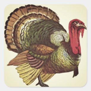 Cuadrada Pegatina de Wild Turkey