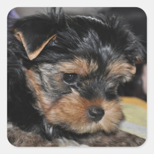 Cuadrada Pegatina de Yorkshire Terrier Square