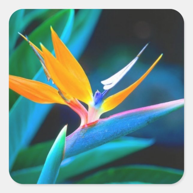 Cuadrada Pegatina decorativo de pájaro del paraíso (Anverso)