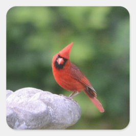 Cuadrada Pegatina Del Cardenal Sobre El Baño De Aves