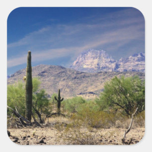 Cuadrada Pegatina del desierto de Sonoran