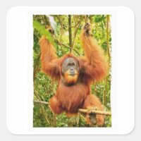 Pegatina del majestuoso guardián orangután del bos