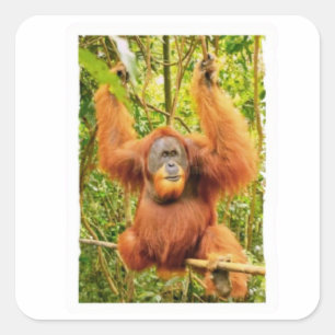 Cuadrada Pegatina del majestuoso guardián orangután del bos