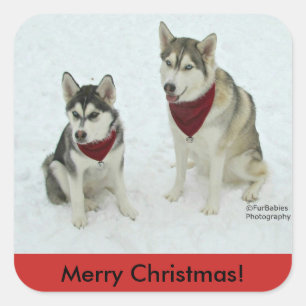 Cuadrada Pegatina del navidad del husky siberiano