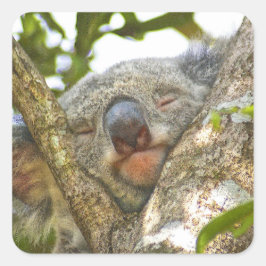 Cuadrada Pegatina del oso de Koala durmiendo
