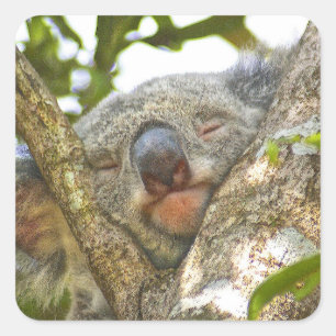 Cuadrada Pegatina del oso Koala durmiendo