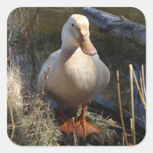 Cuadrada Pegatina del pato de Sajonia