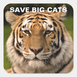 Cuadrada Pegatina del retrato del tigre de Sumatra