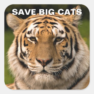 Cuadrada Pegatina del retrato del tigre de Sumatra