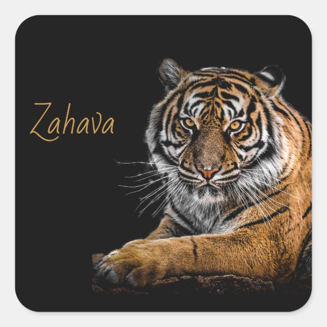 Cuadrada Pegatina del tigre dorado (Anverso)