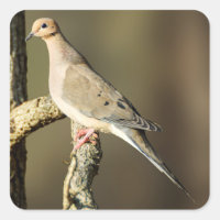 Pegatina Dove de luto