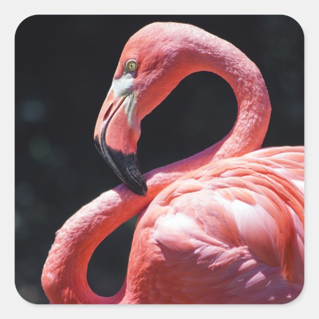 Cuadrada Pegatina Flamingo (Anverso)