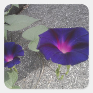 Cuadrada Pegatina floral brillante cuadrado