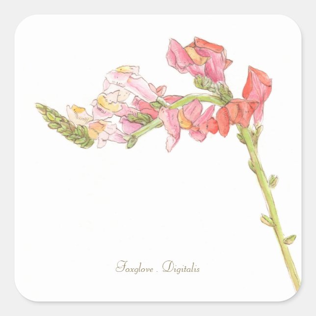 Cuadrada Pegatina Foxglove (Anverso)